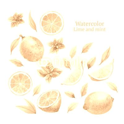 Watercolor vector lime and mint