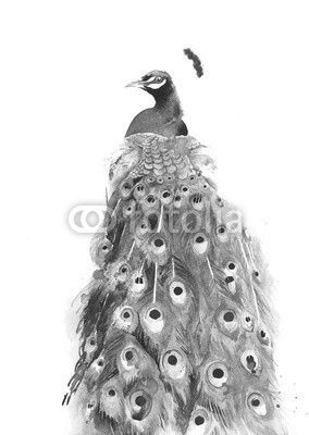 Peacock watercolor painting illustration isolated on white background