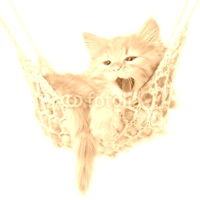 Cute red-haired kitten in hammock