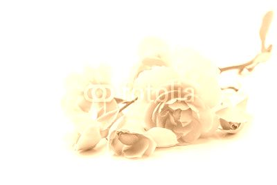 Pink rose flowers isolated on white background