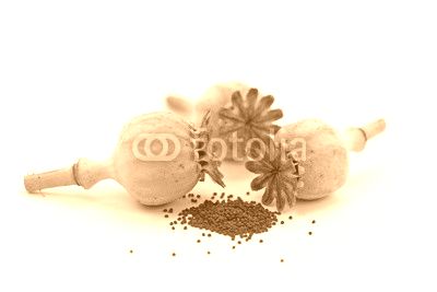 Mohnkapseln,Mohn,Papaver,Mohnsamen