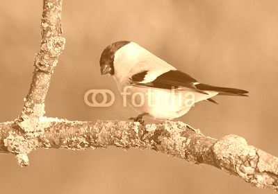 Снегирь, bullfinch