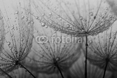 seeds with drops