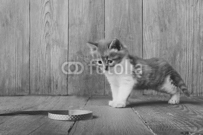 Red orange kitten at blue wood
