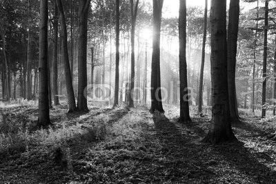 autumn forest