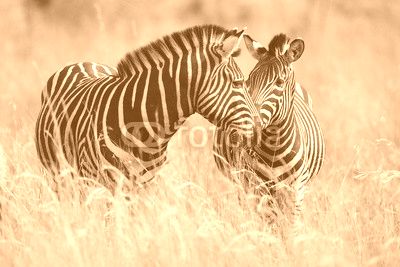 Two zebras in long grass