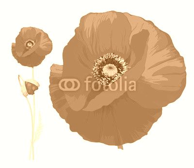 Red poppy (Papaver rheas) -
Hand drawn vector illustration of a red poppy in full bloom and a bud on transparent background.
