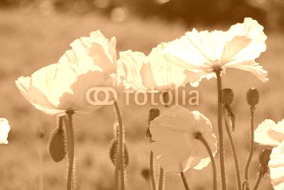 Pavots jaunes et blancs au printemps au jardin