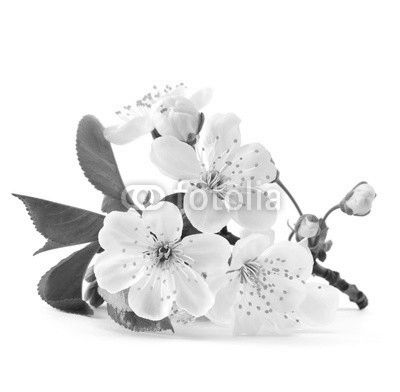 cherry twig in bloom isolated