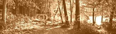 trail in the forest