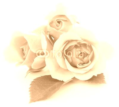 Pink Roses