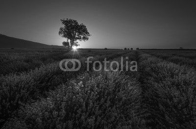 Lonely tree in lavender field at sunrise near Kazanlak town, Bulgaria