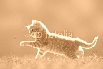 Junge Katze mit Marienkäfer, auf grüner Wiese