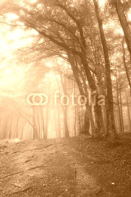 green forest in morning mist