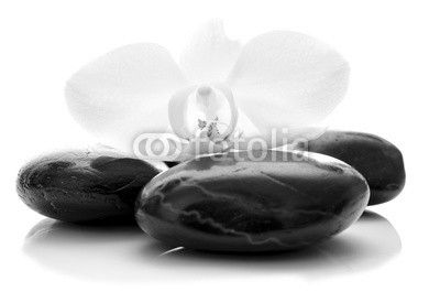 Orchid flower on zen stones
