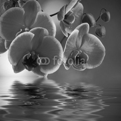 natural floral background, spa concept