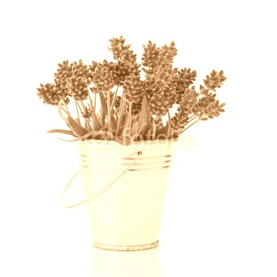 lavender in a metal bucket