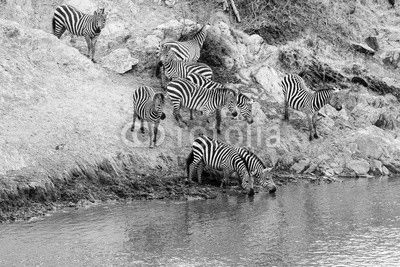 zebra