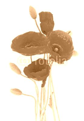 Poppy fresh  flowers