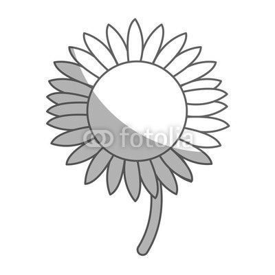 beautiful nature sunflower season botanical vector illustration