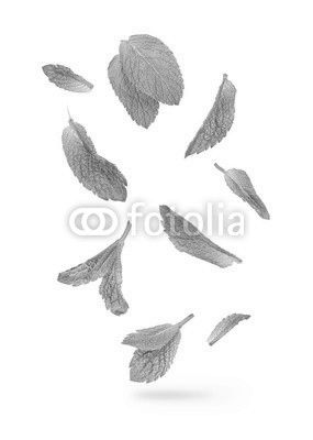 green mint leaves falling in the air isolated on white backgroun