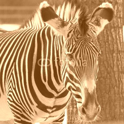 zebra