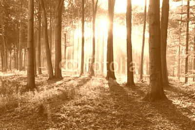 autumn forest