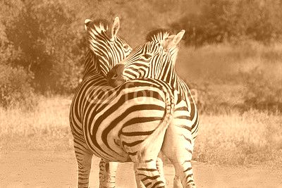 Hugging couple of zebras in Kruger National park. Wild nature.  Safari.  Autumn in South Africa. 