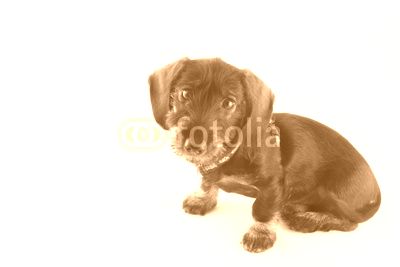 little puppie