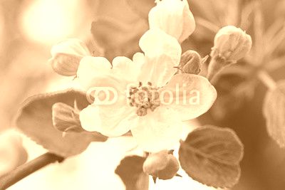 apfelbaum blüte