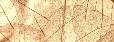 green foliage texture