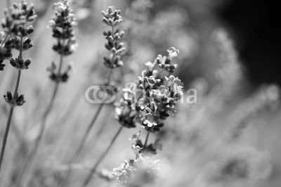 Lavendel