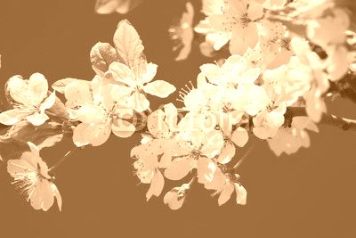Apple flowers