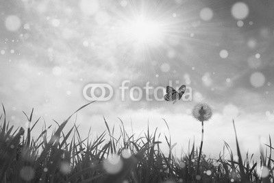 Butterfly and dandelion