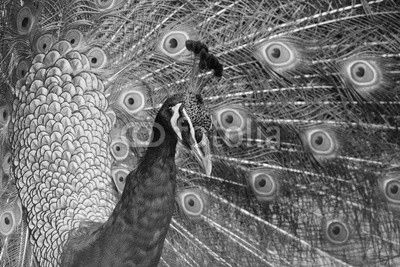 Peacock with Feathers Out