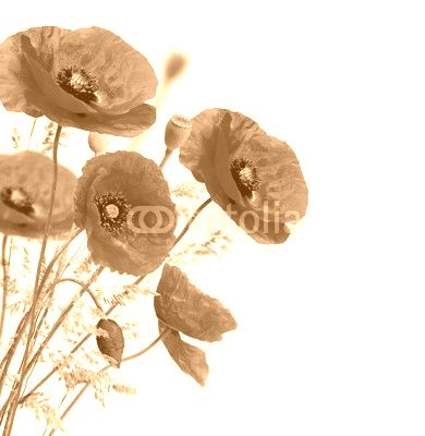 Poppy flowers isolated on a white background