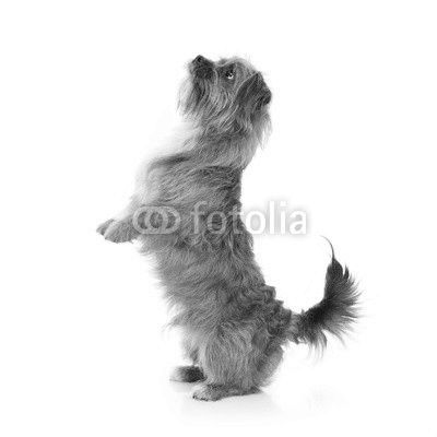 Terrier doing tricks