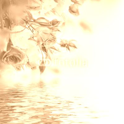 Bouquet of white and pink roses. Floral background.