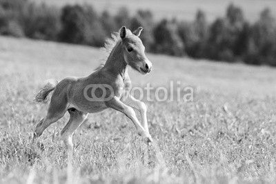 mini horse Falabella