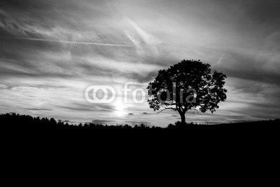 Sunrise with tree.