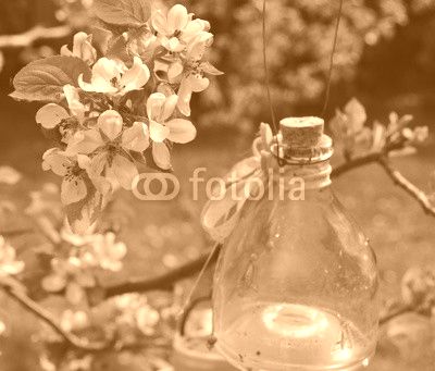 Apfelblüte