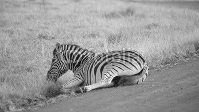 An African plains zebra rolls around in the dust
