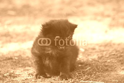 Cute kitten crying