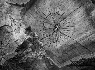 bois matière texture tronc tranche fendu arbre noeud bûcheron