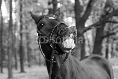 funny smiling black horse