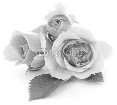 Pink Roses