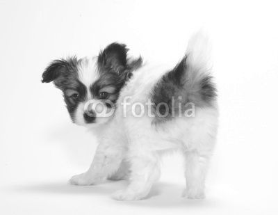 PAPILLON PUPPY