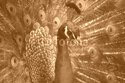 peacock, bird