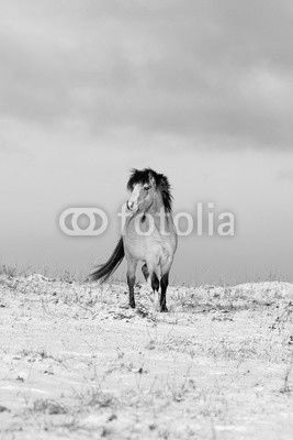 welsh pony
