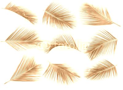 coconut leaf